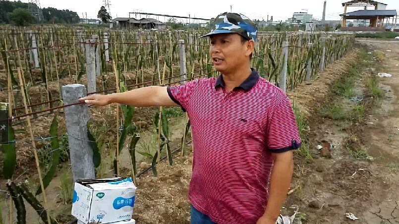 乡喜液体肥在火龙果上应用的效果