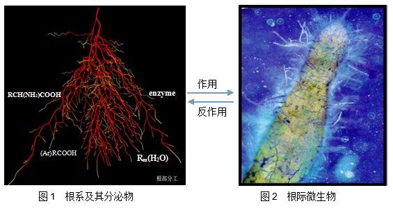 根系分泌物和根际微生物之间的相互作用