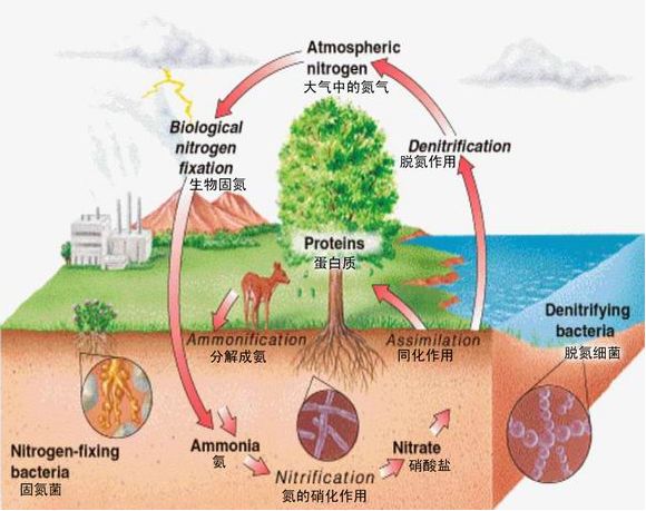 氮的生物地球化学循环