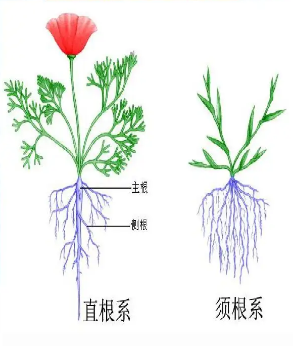 【知识】如何养好作物的根系？